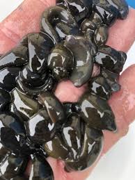 Lively Leeches