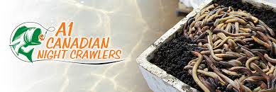 A1 Canadian Night crawlers Buy 10 dozen get the 11th Free