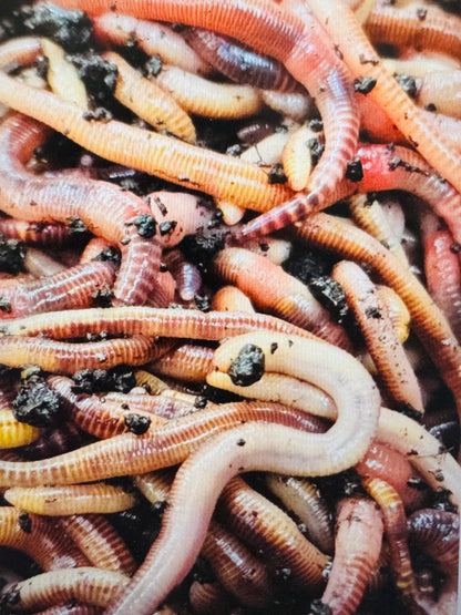 Red Worms